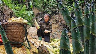 Young girl picks giant bamboo shoots, boils and sells them in the city