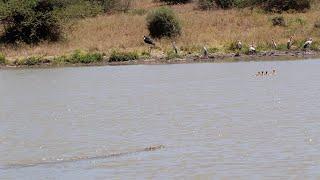 Baby ducks crossing to their mother don't know a crocodile is following them