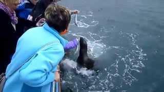 Seal (baby) visits Bangor and Carnalea for a bite to eat, Bangor Northern Ireland