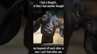 #Goat #jokes #homesteading #farmingsimulator19