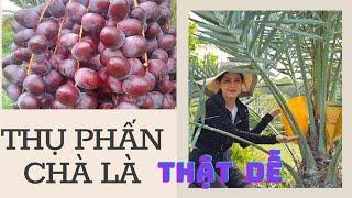 ngọc diệu thụ phấn cho cây chà là khenaizi #0358392227 #chalanuoicaymo