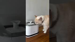 Top 3 Hydration Trends for Cats You Can't Ignore This 2024!