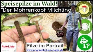 "Der Mohrenkopf Milchling" sicherer Einsteiger Speisepilz im Pilz Portrait - August 2023