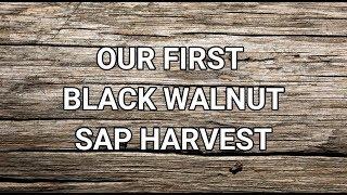 OUR FIRST BLACK WALNUT SAP HARVEST