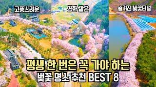 국내 여행 추천 평생 한 번은 가야 하는 벚꽃 명소 BEST 8