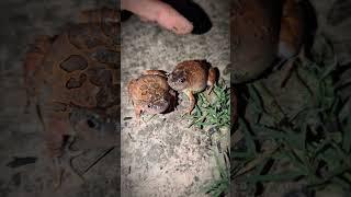 Two frog funny when catch it | Frog funny jumping | Tep longheng funny