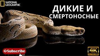 Дикие и смертоносные . national geographic Природа. Документальный фильм. Змеи.