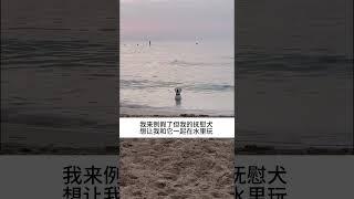 宝子、麻来不了精神抚慰犬 狗子成精了 萌宠出道计划 治愈小狗 治愈系 @DOU+小助手