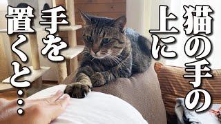 猫の手の上に手を置いたら一匹だけ意外な反応が…w