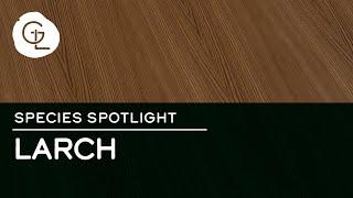 European Larch Wood Veneer Sheets