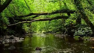 GREEN FOREST SOUNDS, BUBBLING STREAM, AND RELAXING BIRDSONG, SOUNDS OF NATURE