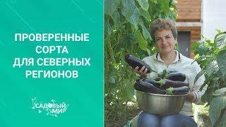 Проверенные сорта томатов и огурцов для северных регионов