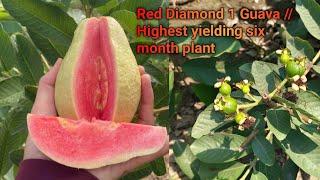 Red Diamond 1 Guava // Highest yielding six month plant Contact 7029279400