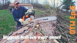 Cutting Down Big Trees & playing with Acid!