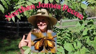 The Northern James Pecan