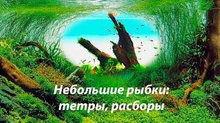 Небольшие рыбки: расборы куботаи, тетры Аманды, микрорасборы бригитты, прочие.