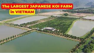 The LARGEST JAPANESE KOI FARM in VIETNAM - Quhaku Koi Farm