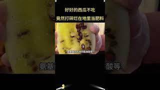 好好的西瓜打碎当肥，看似暴殄天物！实则有大用处