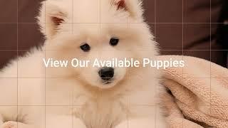 Eskimoyed Samoyeds