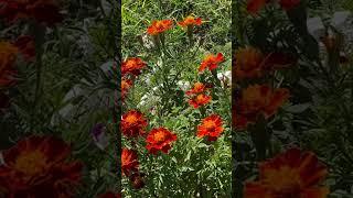 My dads favorite #marigold #marigoldgarden #nature #bees