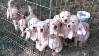 Hungry puppies