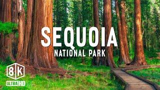 Sequoia National Park 8K UHD - A Journey To Discover The Giant Trees Of The Deep Forest