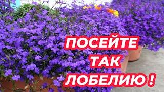 ЛОБЕЛИЮ СЕЮ ТОЛЬКО ТАК! Лучший способ посева семян лобелии на рассаду!