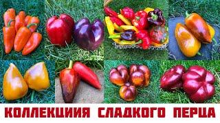 Коллекция сладкого перца 2023.