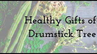 Episode 385 - The Health Benefits of Drumstick Tree