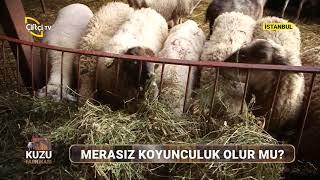 Merasız Koyunculuk ve Yetiştiriciliği - KUZU FABRİKASI / Çiftçi TV