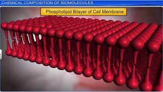 CBSE Class 11 Biology || Biomolecules  Part -1 || Full Chapter || By Shiksha House