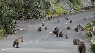 Monkey-deer rodeo. Attempt of a young Japanese macaque to ride a Sika deer