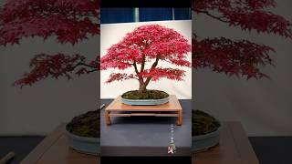 Deshojo maple at the Expo Bonsai Show 2024 #bonsai #bonsaitree #bonsaishow #maplebonsai #deshojo