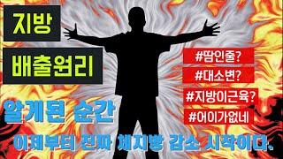 지방이 빠지는 원리를 알아야 지방을 빼지!! 지방축적과 배출 5분 이해.