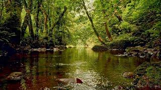 FOREST STREAM SOUNDS, GENTLE BIRD SONG, RELAXING NATURE SOUNDS, COLLABORATION WITH@GoodMorningBirds