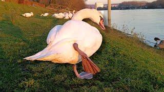 Golden Hour with a Graceful Swan by the Riverside 