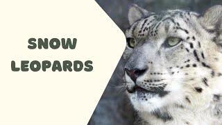 Snow Leopard | English Portal