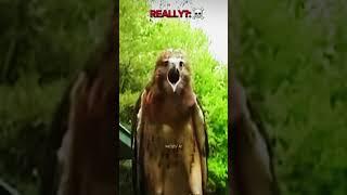 The world's best scariest bird |clips took from yt|song took from yt|#scariestshorts#edit#trolsong