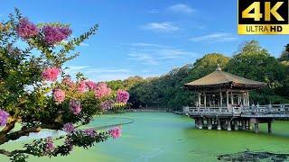 【Stroll through Nara Park in Japan】