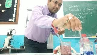 IX Class Experiment to study plant cell through onion leaf peel.