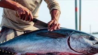 ‎ Watch Me Cut This Tuna – Real-Time Fillet