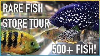 This shop sells over 500 aquarium fish - AllFish2U Complete Tour