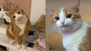 Try Not To Laugh  New Funny Cats Video  - Just Cats Part 20