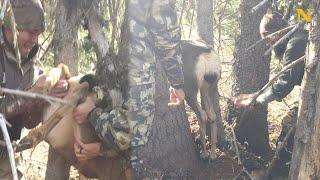 Hunters approach stuck deer and make a surprising choice 