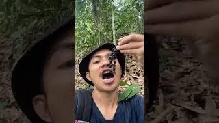 Bertahan hidup di hutan,dengan buah langka