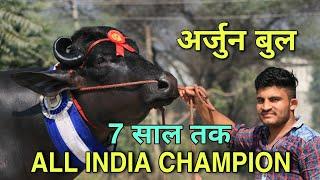 अर्जुन बुल कुंगड़ ऑल इंडिया चैंपियन बुल, Arjun Bull kungad All India Champion Bull for 7 years