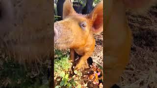 Red Baby Piglet Piggy Enjoying California Sun