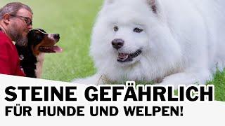 Welpen spielen mit Steinen - Steine sind gefährlich für Hunde!