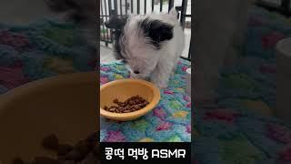 콩떡 먹방 ASMR (볼륨을 최대로 키우시면 더 행복해요)