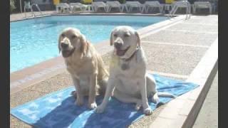 INDIA (Labrador) Y TOWANDA (Golden).avi